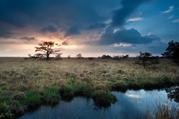 Atardecer tranquilo sobre pantanos con pinos pequeños —  Fotos de Stock