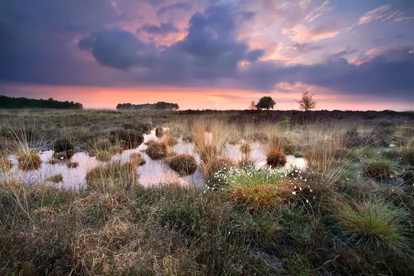 Coucher de soleil chaud et silencieux sur les marécages de Fochteloerveen — Photo