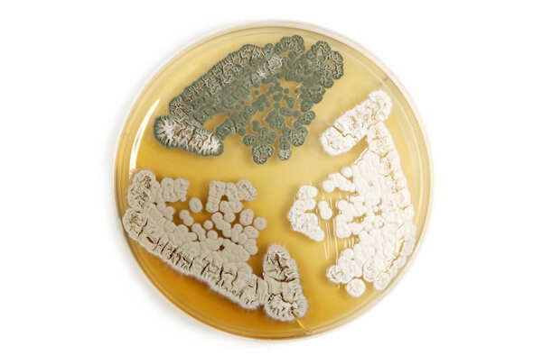 генетически модифицированные грибы поверх белого
