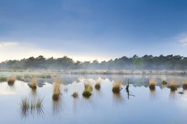Nevoeiro sobre pântano em Drenthe — Fotografia de Stock