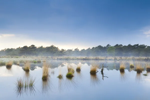 Niebla sobre pantano en Drenthe — Foto de Stock