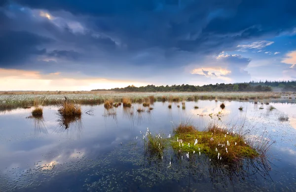 Erba di cotone sulla palude dopo la tempesta — Foto Stock