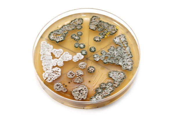 генетически модифицированные грибы на агарной пластине
