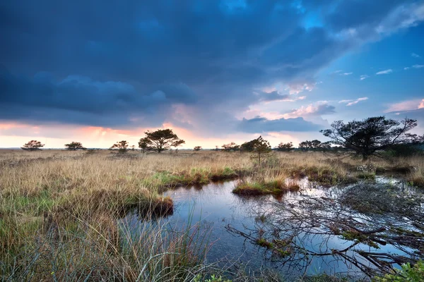 Zonsondergang na regen over moerassen — Stockfoto