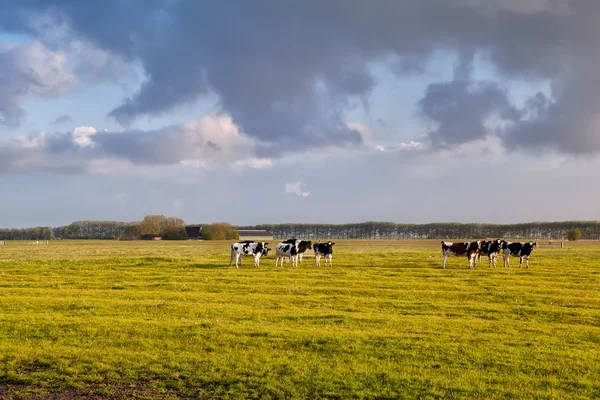 Nötkreatur på bete i morgonsolen — Stockfoto