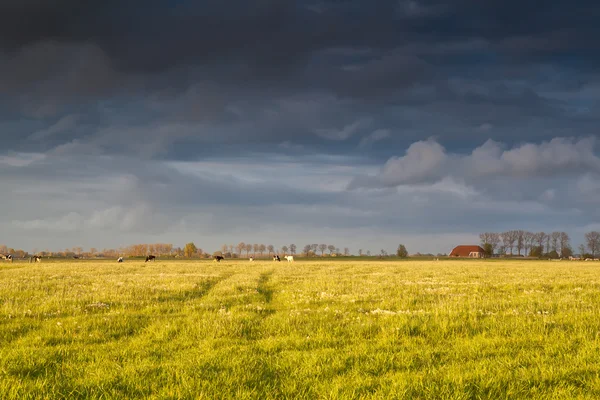 Maalaistalo ja karja laitumella ennen auringonlaskua — kuvapankkivalokuva