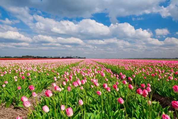 Campo con tulipanes rosados y cielo azul, Holanda —  Fotos de Stock