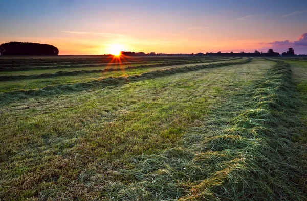 Sunrise over green haymaking — Stock Photo, Image