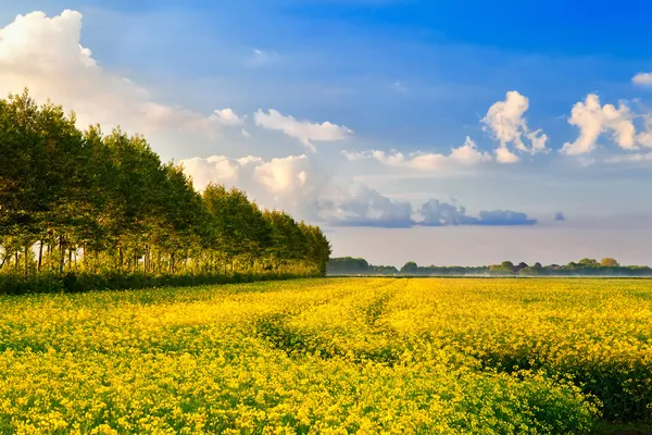 Campo con flores de colza y cielo azul —  Fotos de Stock