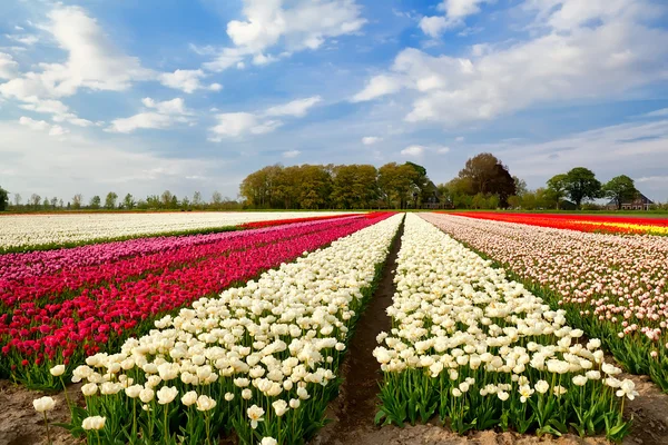 Barevná Tulipánová pole a statek v Alkmaaru — Stock fotografie