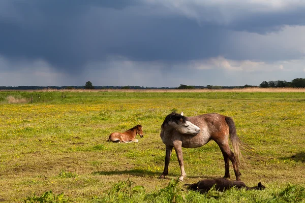 Cavalo de mãe e potro em pasto — Fotografia de Stock