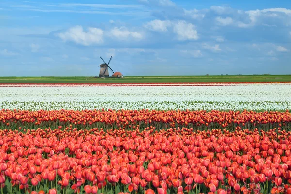 Colorful tulips on dutch fields and windmill — Stock Photo, Image