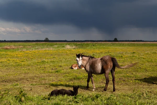 At ve mera üzerinde foals — Stok fotoğraf