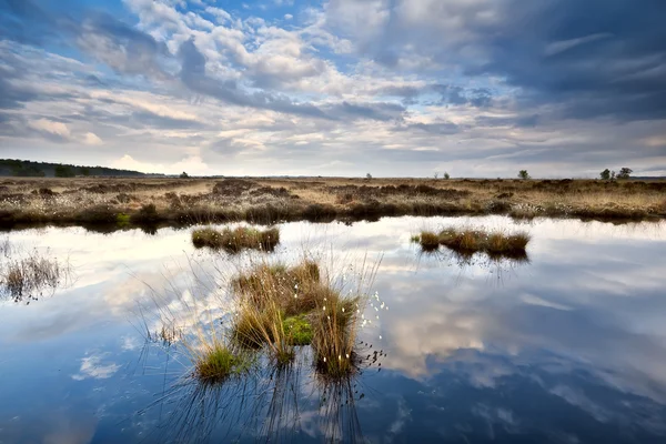 Riflessi del cielo in acqua paludosa — Foto Stock