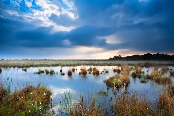 Ruhiges Wetter über dem Sumpf — Stockfoto