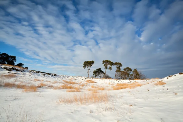 Сосни на снігу і блакитному небі — стокове фото