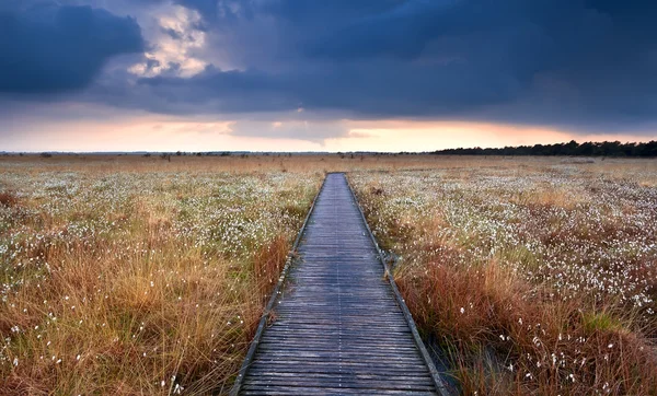 Holzweg im Sumpf mit Baumwollgras — Stockfoto