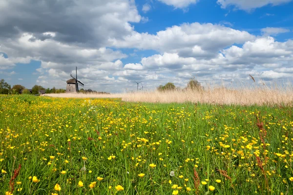 Gula blommor och väderkvarn — Stockfoto