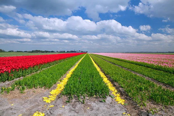 Champs de tulipes en Alkmaar — Photo