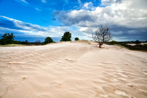 Copac pe nisip dune și cer albastru — Fotografie, imagine de stoc