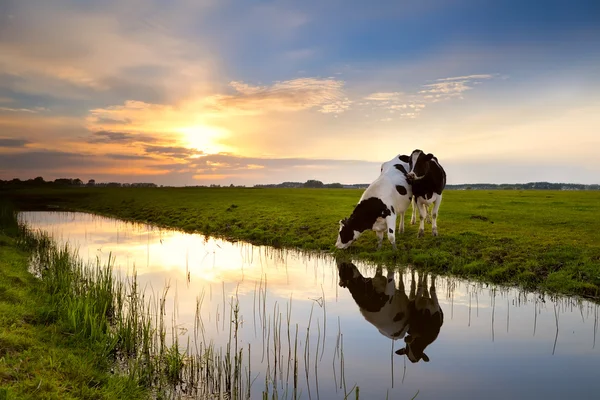 Deux vaches près de la rivière au coucher du soleil — Photo