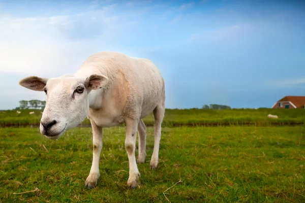 Pecore sospette tramite grandangolo — Foto Stock