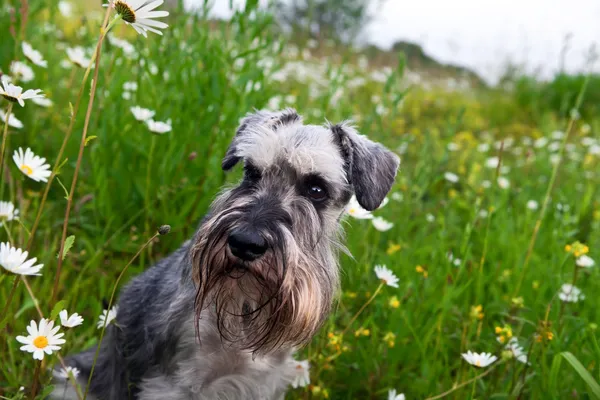 Zwergschnauzer ve papatya çiçekleri — Stok fotoğraf