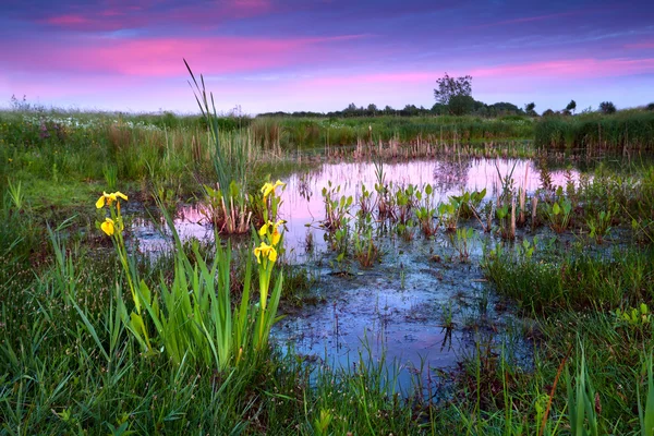 Flores amarelas por lago ao pôr-do-sol dramático — Fotografia de Stock