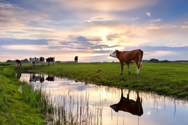 Cattle on pasture and river at sunset — Stock Photo, Image