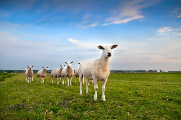 Mandria di pecore al pascolo — Foto Stock