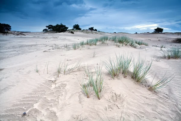Textura de areia em dunas por Appelscha — Fotografia de Stock