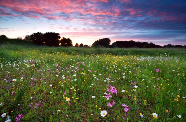 Dramático pôr do sol de verão sobre o prado florido — Fotografia de Stock