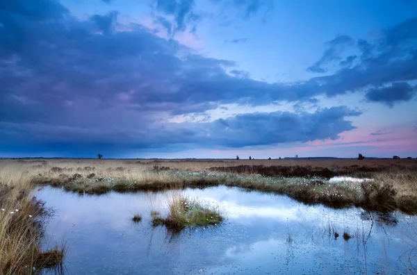 Soft delicate sunset over swamps — Stock Photo, Image