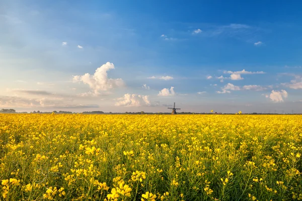 Raps blommor fält och väderkvarn — Stockfoto