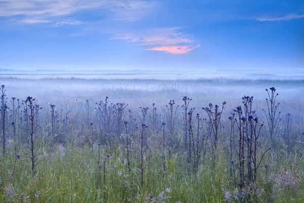 Раннее синее туманное утро — стоковое фото