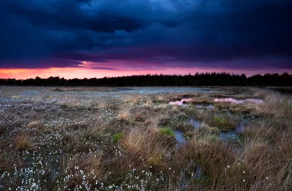 Lila stürmischer Sonnenuntergang über dem Sumpf — Stockfoto