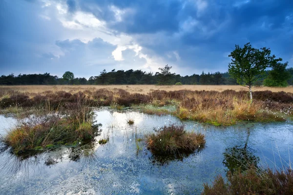 Schöner Himmel über dem Sumpf — Stockfoto
