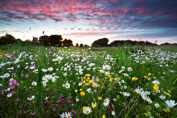 Sommerwildblumen bei dramatischem Sonnenuntergang — Stockfoto