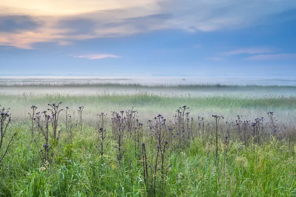 Wildflowers in misty morning — Stock Photo, Image