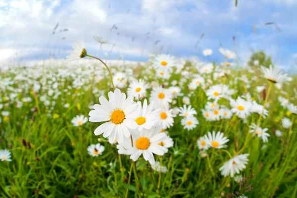 Yaz çayır üzerinde papatya çiçeği — Stok fotoğraf