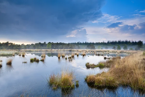 Lätt dimma över träsket efter regn — Stockfoto