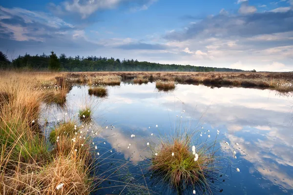 Palude con cotone-erba — Foto Stock