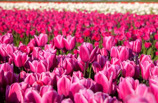 Muitas tulipas rosa ao ar livre — Fotografia de Stock