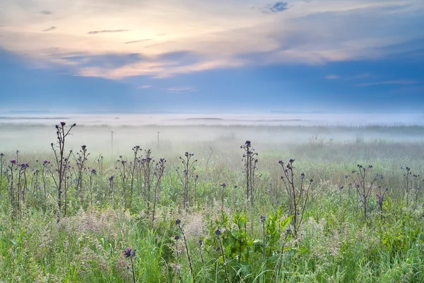 Wildflowers on meadow at misty sunrise — Stock Photo, Image