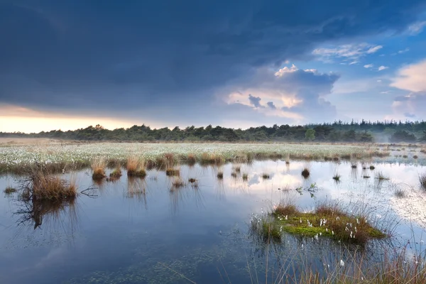 L'eau sur les marais après la pluie — Photo