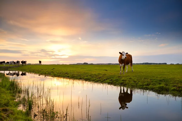 Vaca refletida no rio ao nascer do sol — Fotografia de Stock