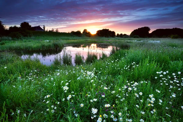 Puesta de sol sobre el prado con muchas flores de margarita — Foto de Stock