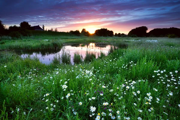 Zonsondergang over weiland met vele madeliefjebloemen — Stockfoto