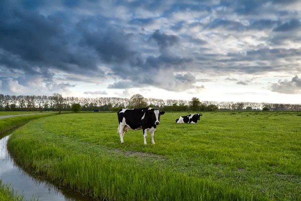 Vacas blancas y negras en pastos — Foto de Stock