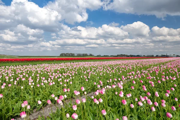 Červená a růžová Tulipán pole — Stock fotografie